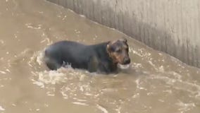 Dog Rescue: Crews pull canine out of LA River in Studio City