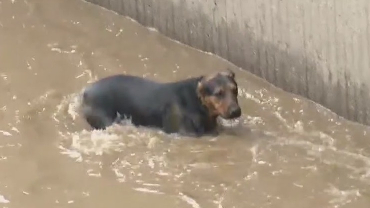 Dog Rescue: Crews pull canine out of LA River in Studio City