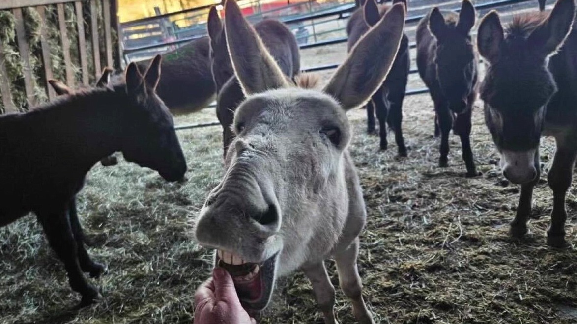 8 donkeys named after Detroit Lions players