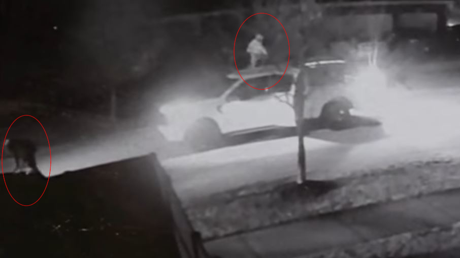 Vandals smash windshields in Macomb County