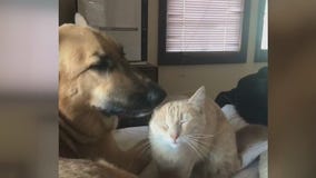 Kisses from your dog may contain deadly bacteria, study says