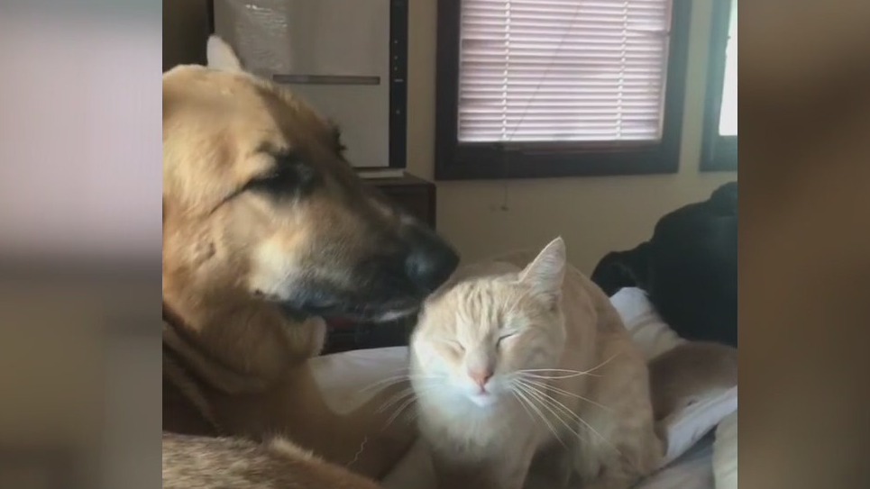 Kisses from your dog may contain deadly bacteria, study says