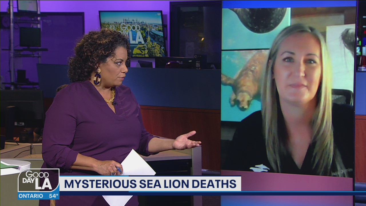 Dead sea lions washing up on Orange County beaches