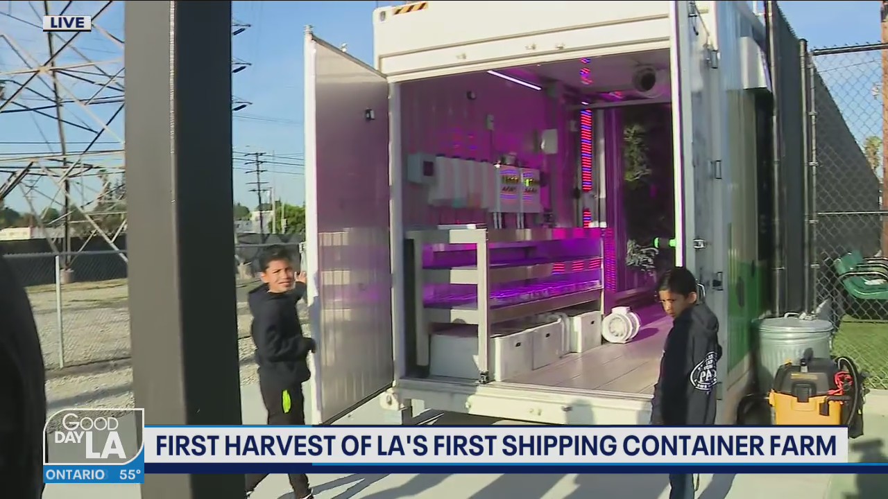 First harvest of LA's first shipping container farm