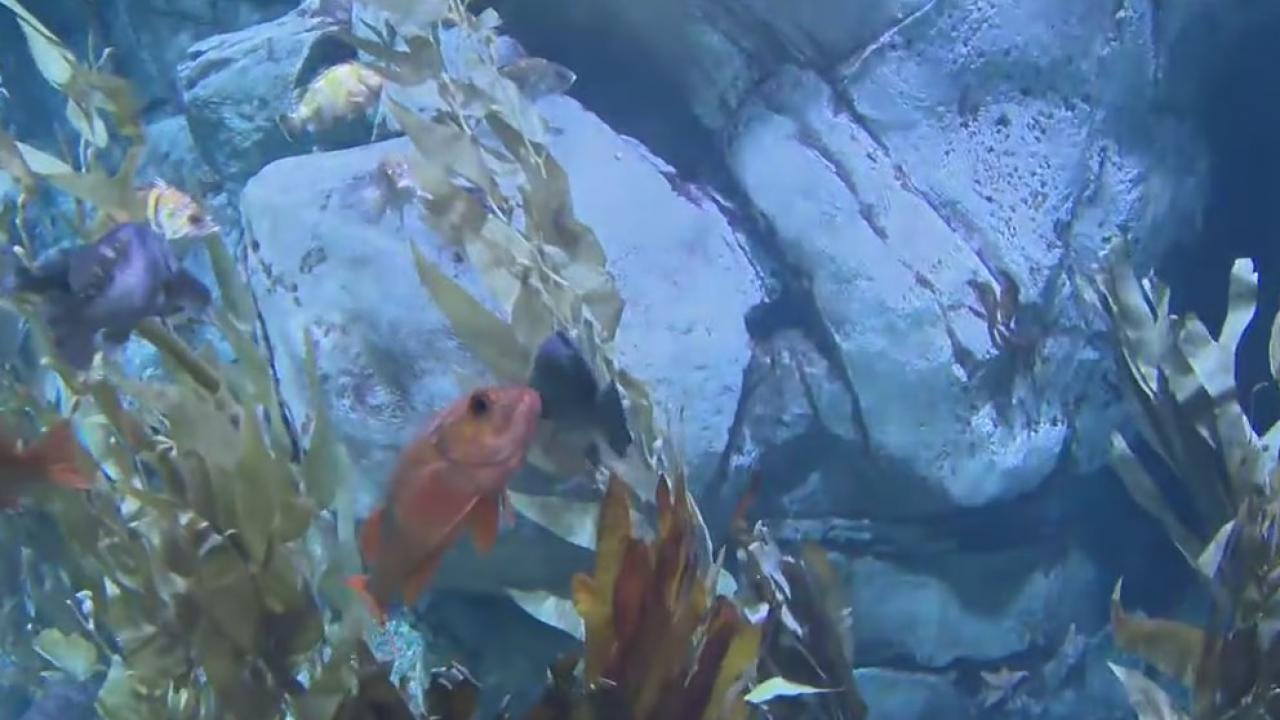 Celebrate Earth Day at the Aquarium of the Pacific