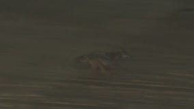 Girl hospitalized after coyote attack in Huntington Beach