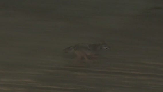 Girl hospitalized after coyote attack in Huntington Beach