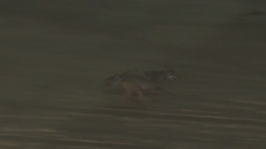 Girl hospitalized after coyote attack in Huntington Beach