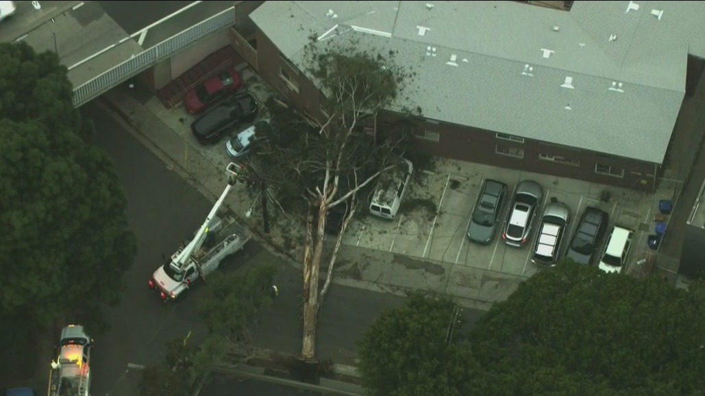 Massive tree crashes down on Hollywood apartment building
