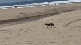 Toddler hospitalized after coyote attack in Huntington Beach