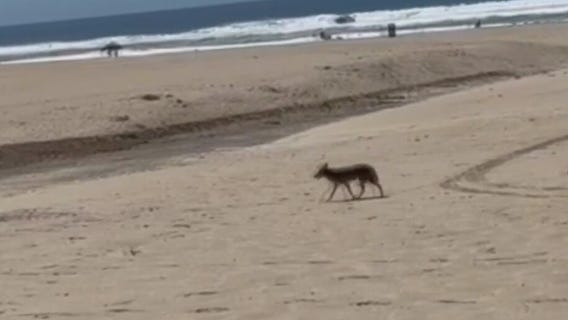 Toddler hospitalized after coyote attack in Huntington Beach