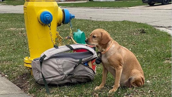 Dog left tied to fire hydrant with backpack full of toys, heartbreaking note from owner