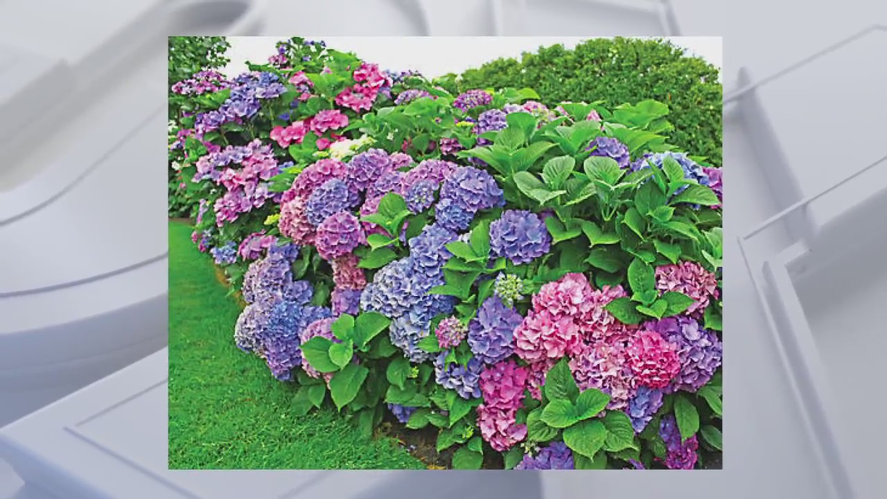 Caring for your hardy hydrangea, tips from Twigs & Branches owner, Kevin Miller