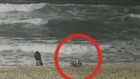 Huntington Beach to discuss coyote problem