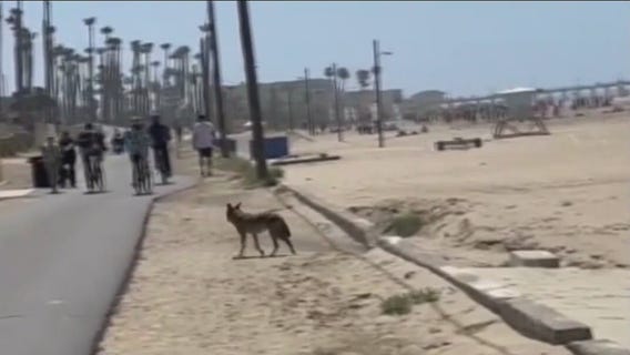 Huntington Beach community discusses coyote problem