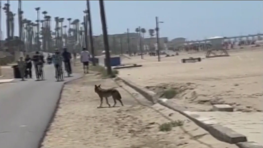 Huntington Beach community discusses coyote problem