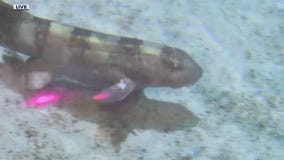 It's feeding time this Shark Week at the SEA LIFE aquarium in Auburn Hills