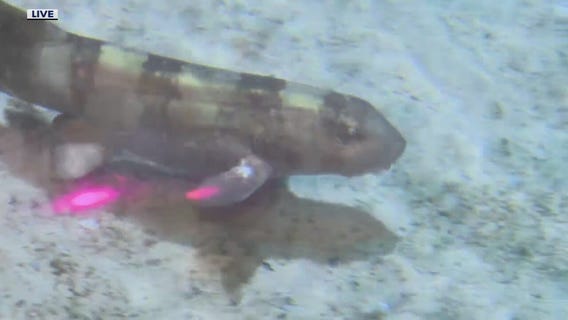 It's feeding time this Shark Week at the SEA LIFE aquarium in Auburn Hills