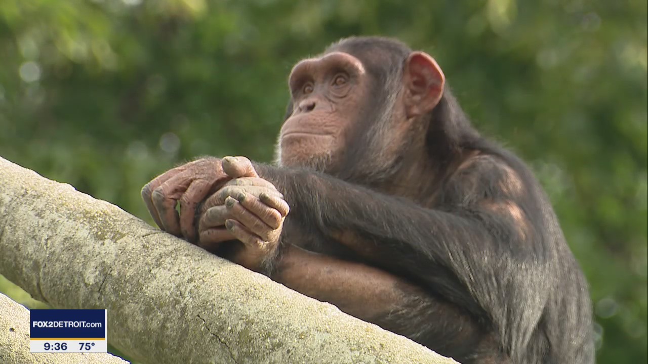Do Zoo Animals Miss People?