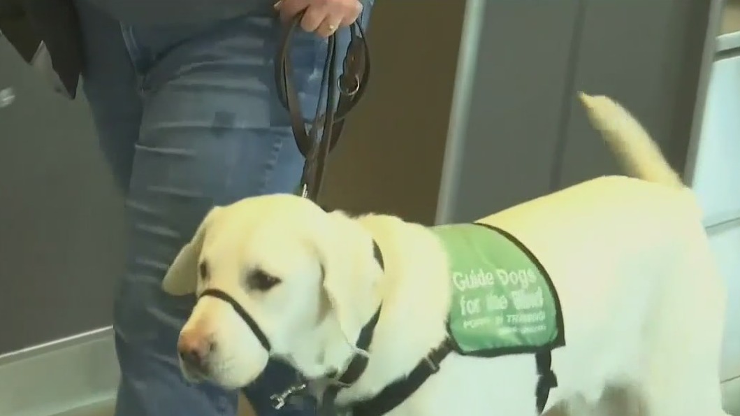 Guide dogs get training at airport