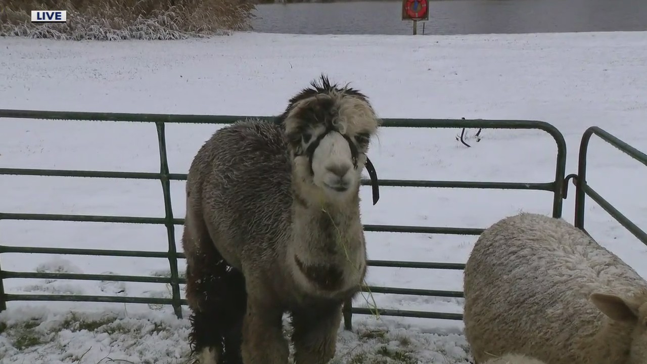 Why gifting a goat is a good idea this holiday season