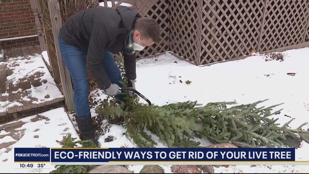 Eco Friendly Ways To Get Rid Of Your Tree