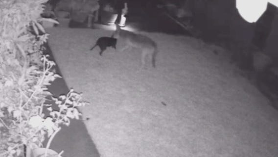 Coyote attacks family's dog in Huntington Beach