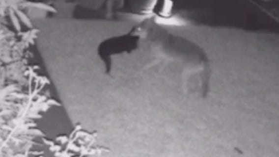 Coyote attacks dog in Huntington Beach; family wants city to solve coyote problem