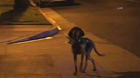 Bloodhounds track down escaped prison inmate