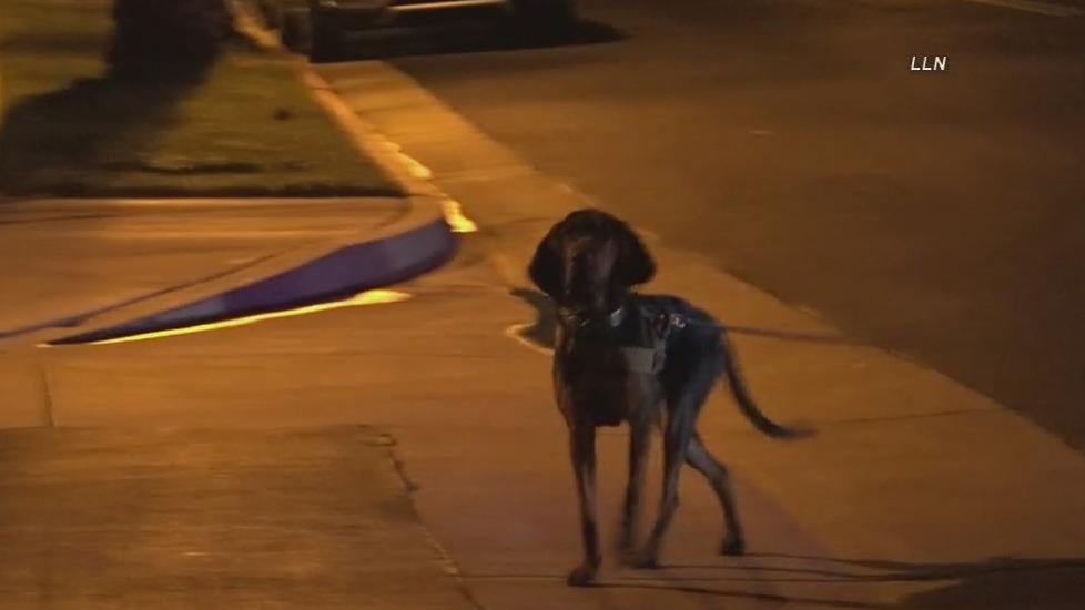 Bloodhounds track down escaped prison inmate