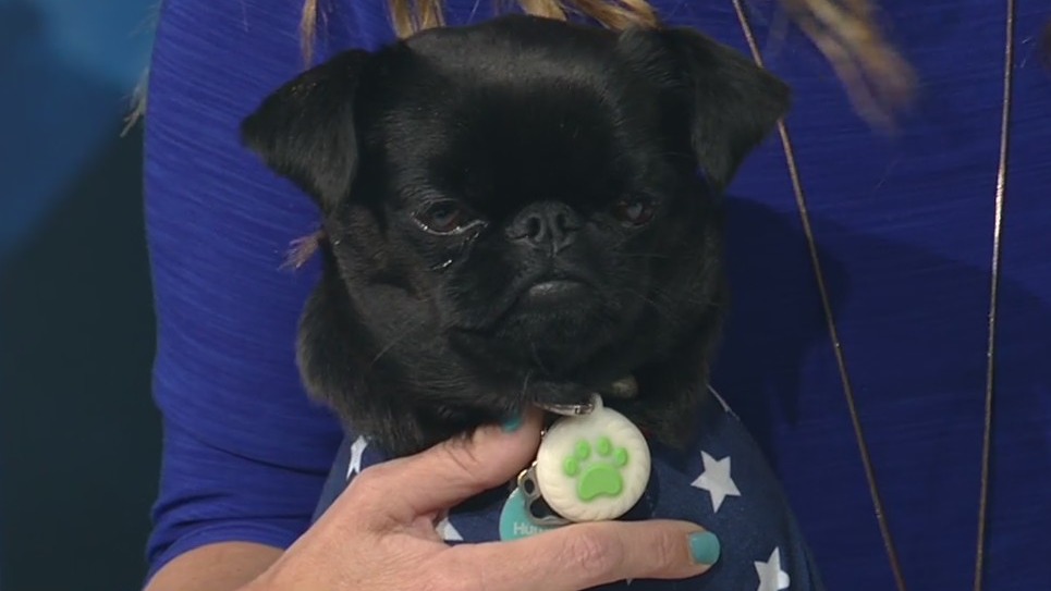 Keeping pets safe during fireworks celebrations