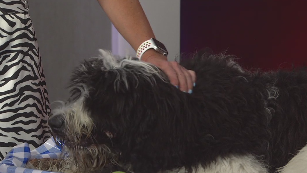 July 4 pet safety: Helpful tips to protect your pets during fireworks celebrations