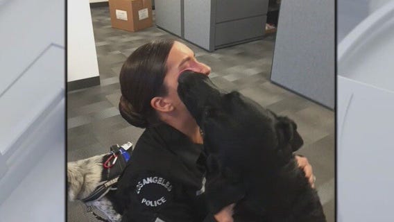 Therapy dogs play a role in police officer mental health