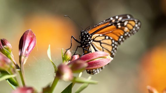 In Depth: Parks and butterflies