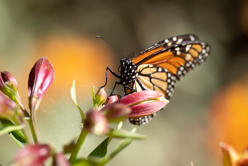 In Depth: Parks and butterflies