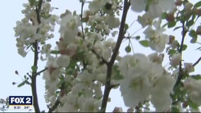 The Doctor Is In : Answering Spring Allergy questions