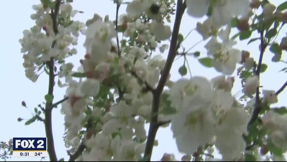 The Doctor Is In : Answering Spring Allergy questions