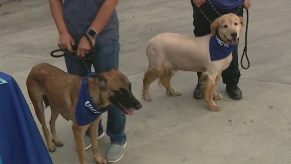 Dodgers Center Field Plaza hosting dog adoption event July 30