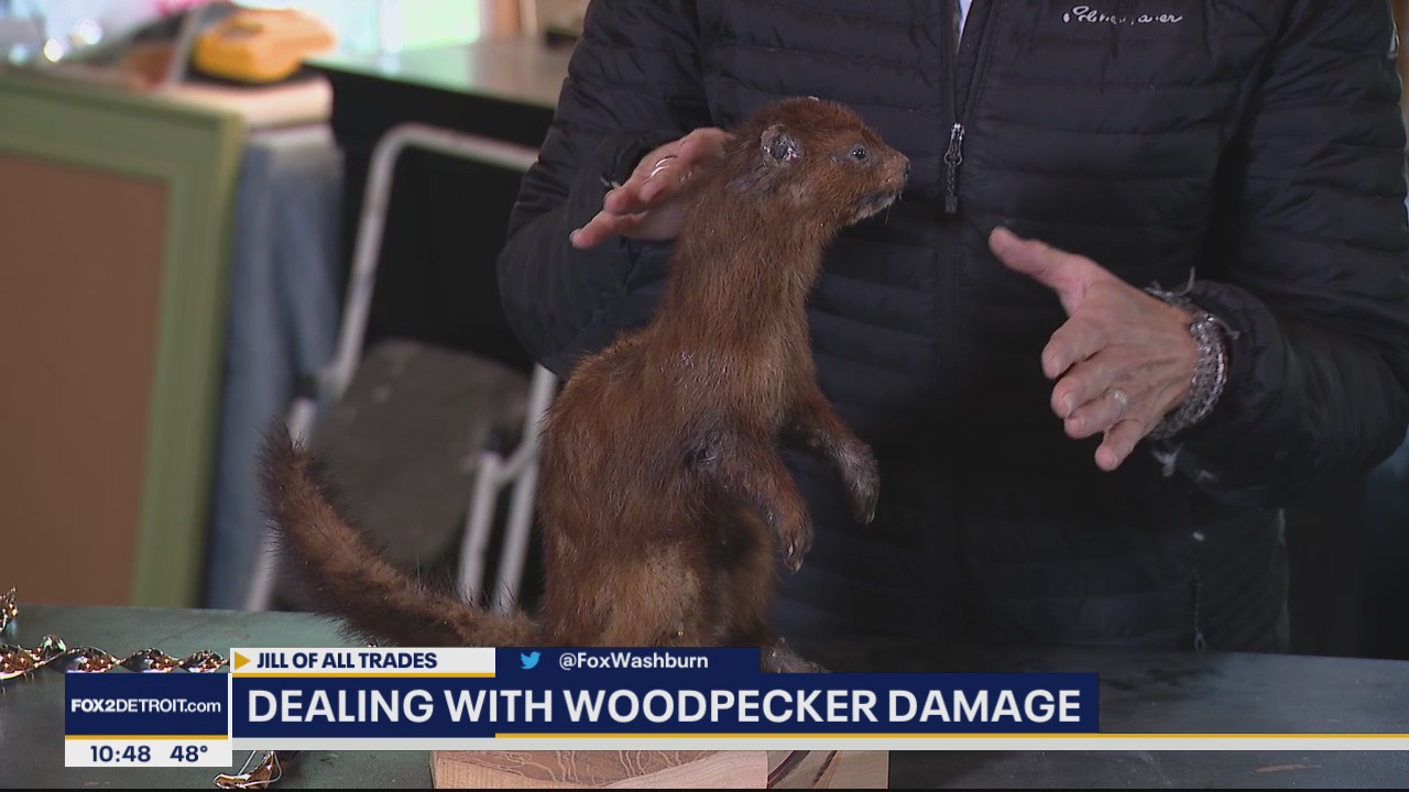 Dealing with Nuisance Woodpeckers