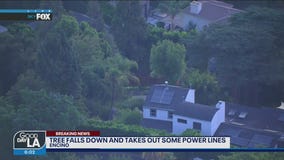 Fallen tree takes out power lines in Encino