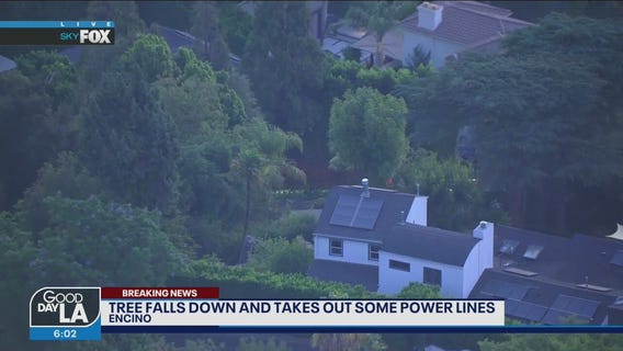 Fallen tree takes out power lines in Encino