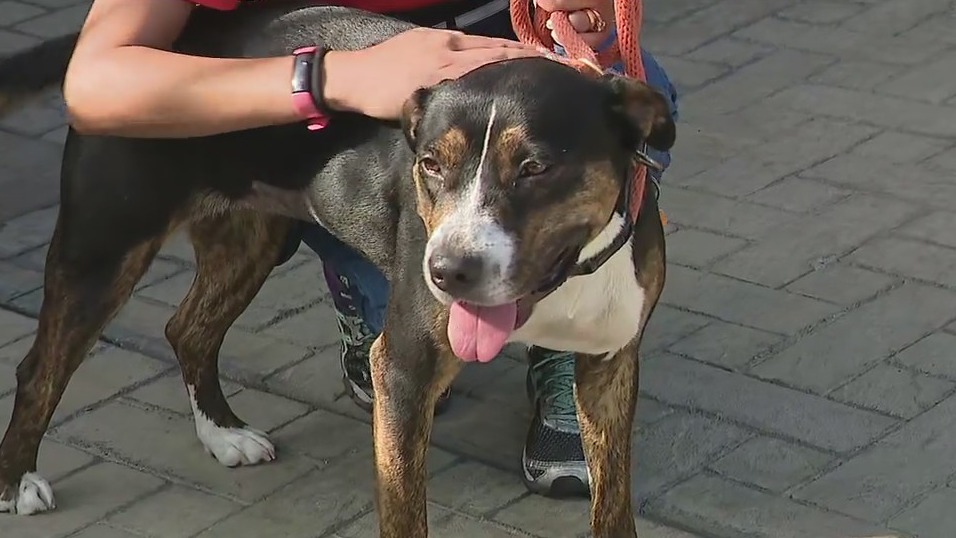 Celebrating National Dog Day