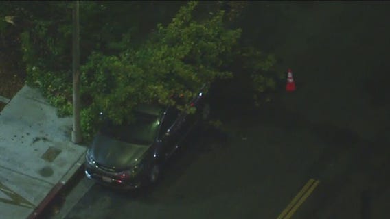 Tree down in South Los Angeles