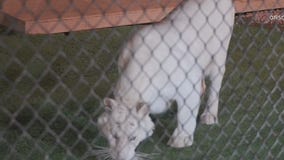 Fairview Fire threatening tigers at Diamond Valley Lodge