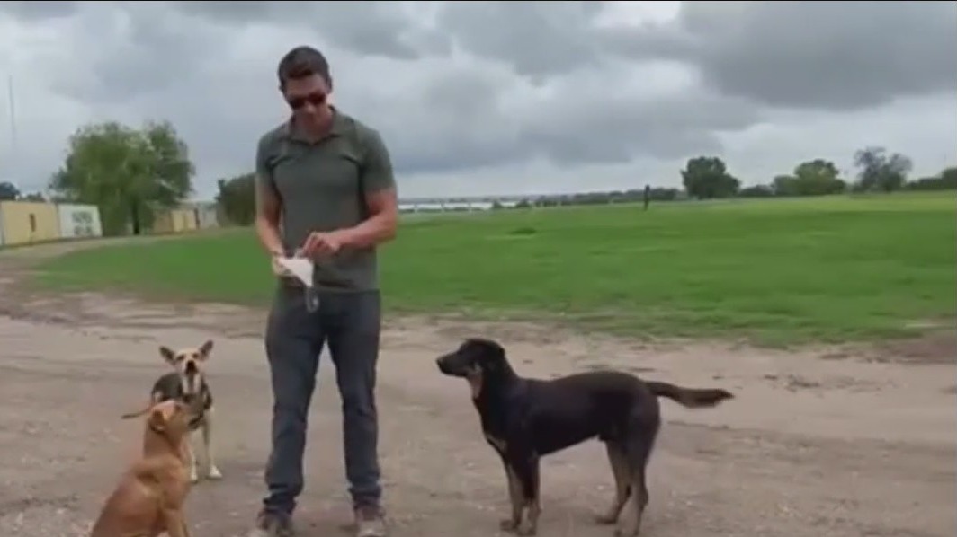 Fox correspondent rescuing dogs at the border