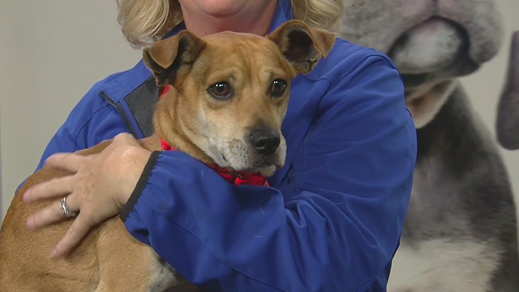 Orange County animal adoption day