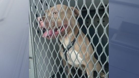 8-year-old attacked by Pit Bull in Riverside County