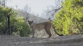 Family comes face-to-face with cougar mid-hike in Malibu