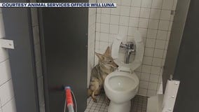 Coyote found in middle school bathroom