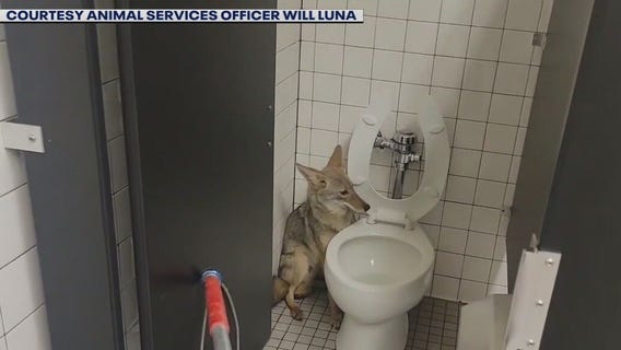 Coyote found in middle school bathroom